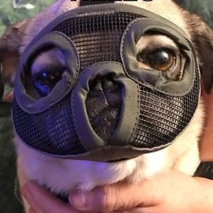 Meet your Posher, Callie